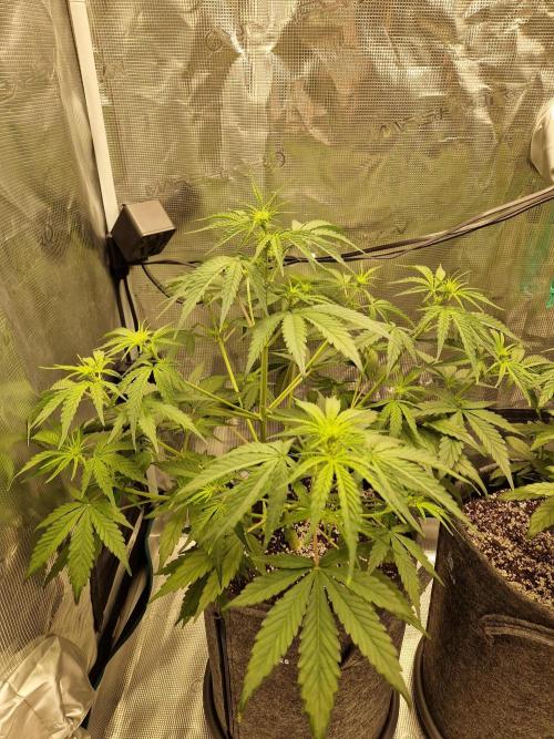Auto Candy Bubatz XL. Week 4