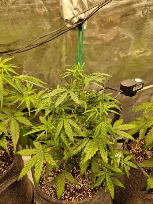 Auto Candy Bubatz XL. Week 4