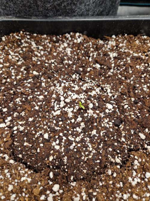 Gift Seeds. Week 1