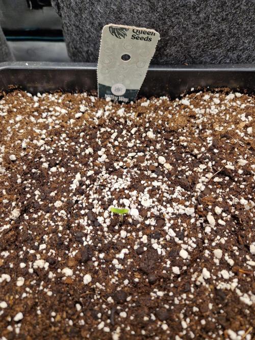 Gift Seeds. Week 1
