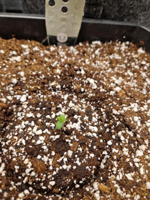 Gift Seeds. Week 1