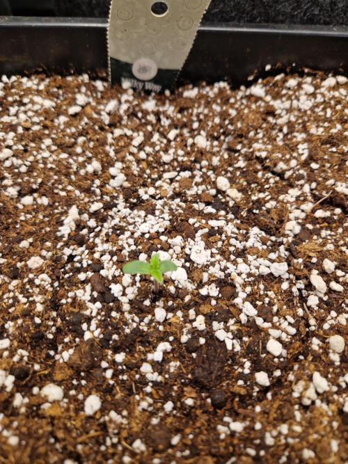 Gift Seeds. Week 1