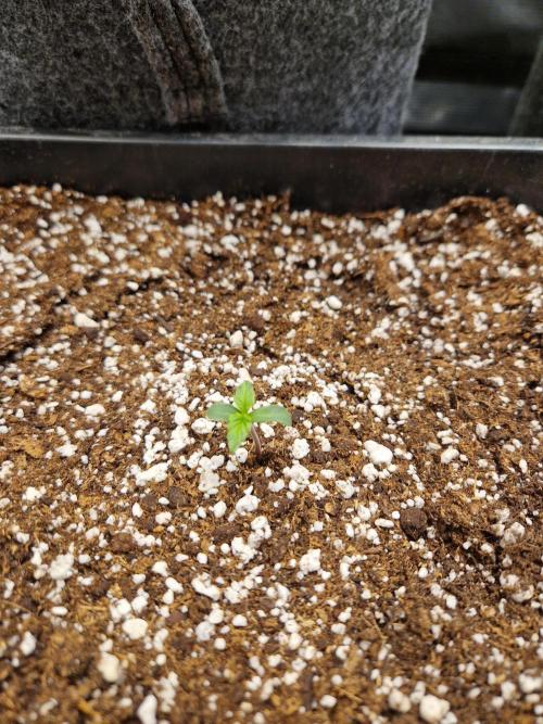 Gift Seeds. Week 1