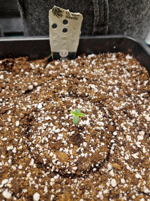 Gift Seeds. Week 1