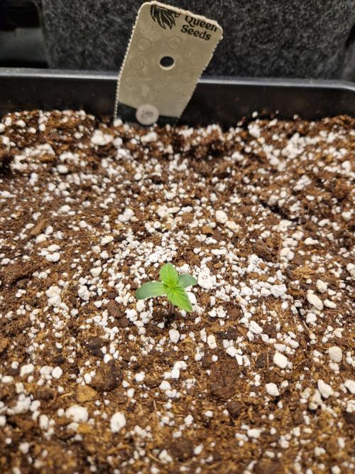 Gift Seeds. Week 1