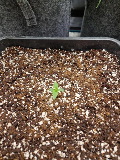 Gift Seeds. Week 1