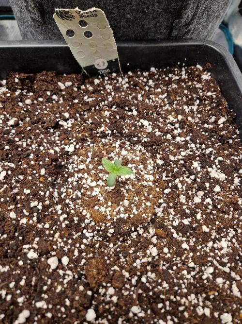 Gift Seeds. Week 1