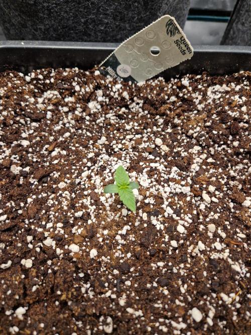 Gift Seeds. Week 1