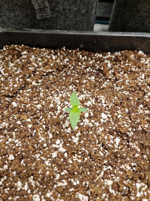 Gift Seeds. Week 1
