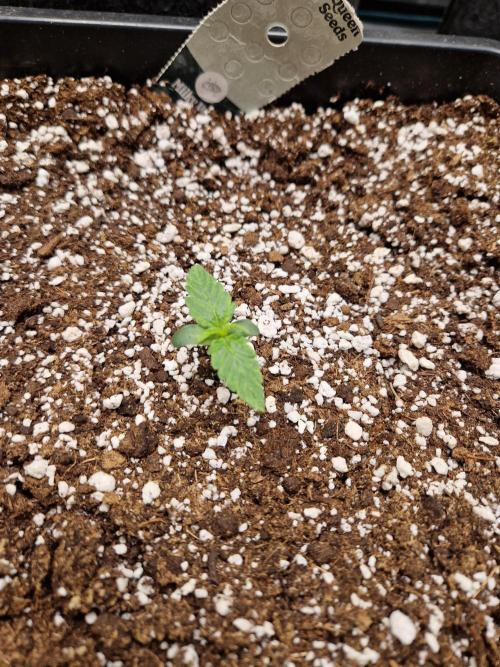 Gift Seeds. Week 1