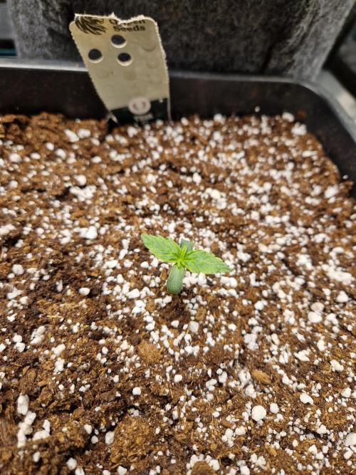 Gift Seeds. Week 1