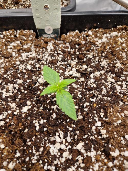 Gift Seeds. Week 1