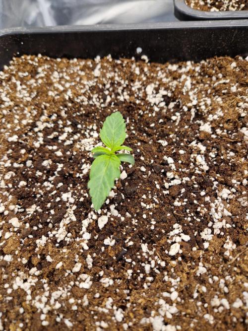 Gift Seeds. Week 1