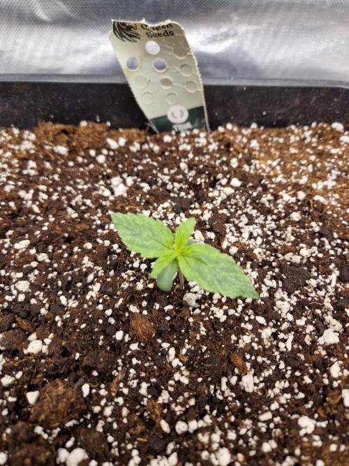 Gift Seeds. Week 1