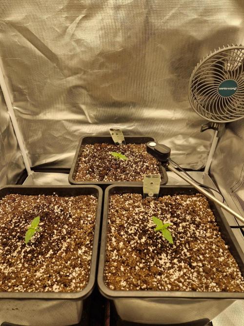 Gift Seeds. Week 1