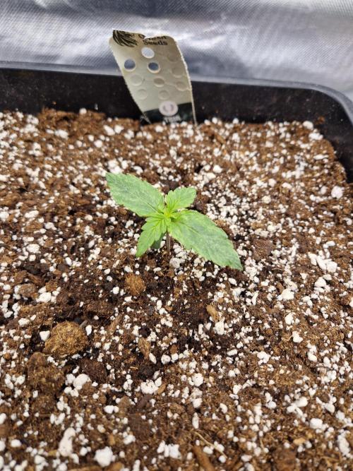 Gift Seeds. Week 1