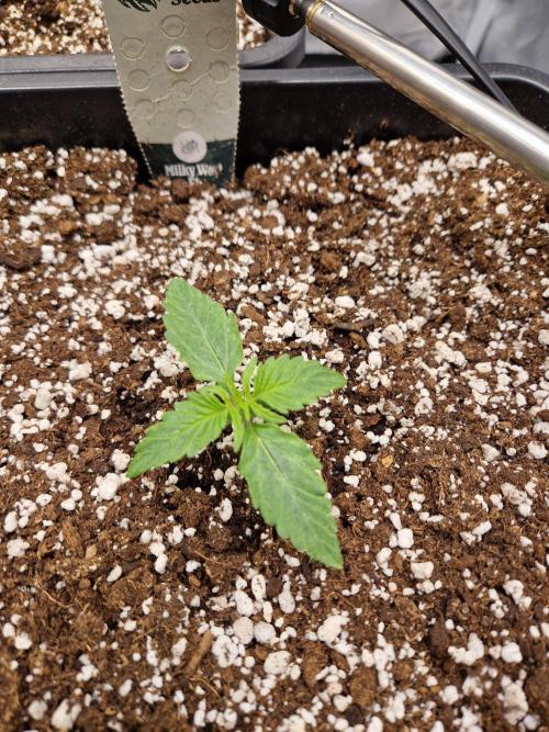 Gift Seeds. Week 1