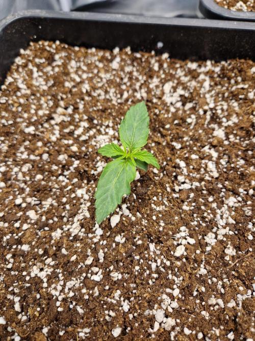 Gift Seeds. Week 1