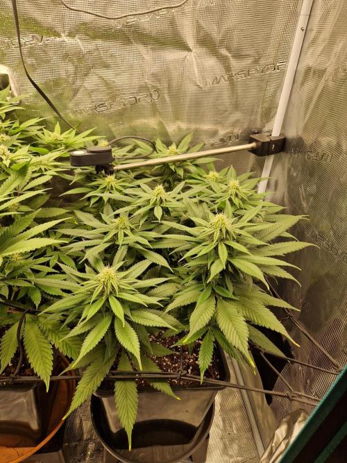Apples Bananas n Peaches. Week 11