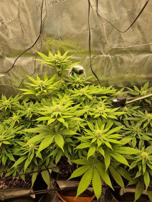 Apples Bananas n Peaches. Week 11
