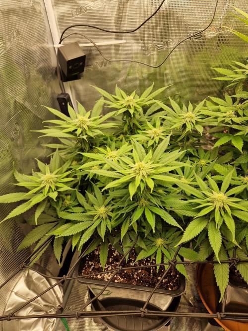 Apples Bananas n Peaches. Week 11