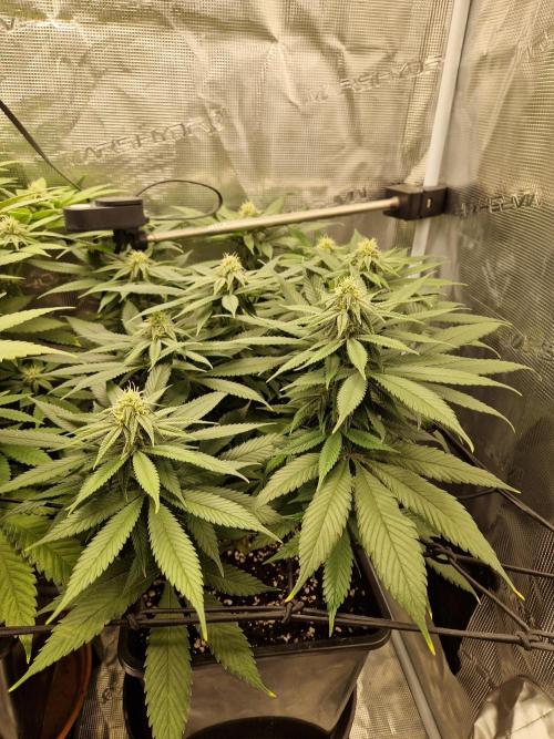 Apples Bananas n Peaches. Week 11