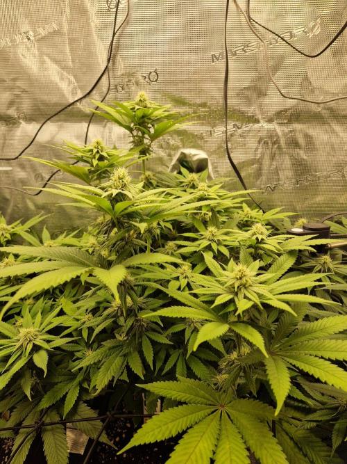 Apples Bananas n Peaches. Week 11