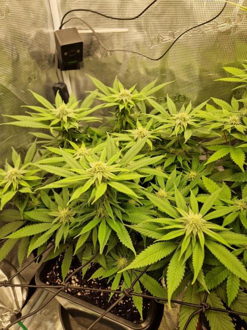 Apples Bananas n Peaches. Week 11