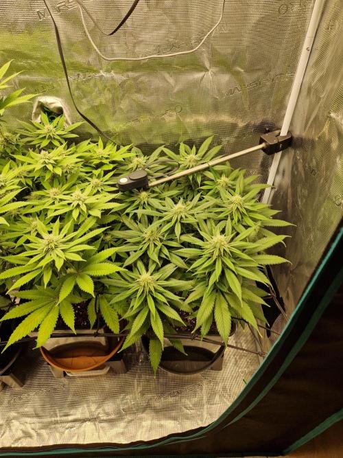 Apples Bananas n Peaches. Week 11
