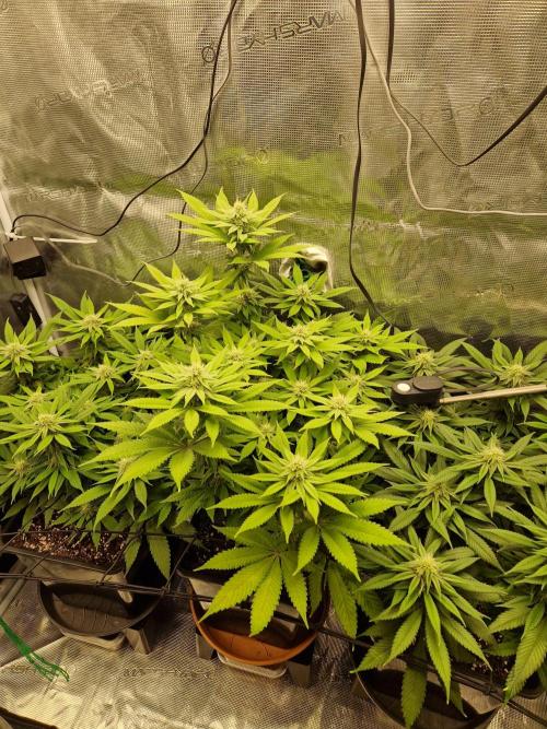 Apples Bananas n Peaches. Week 11