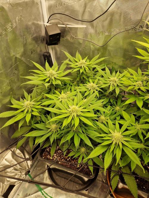 Apples Bananas n Peaches. Week 11