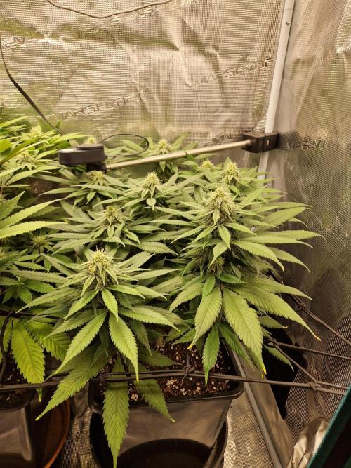 Apples Bananas n Peaches. Week 11