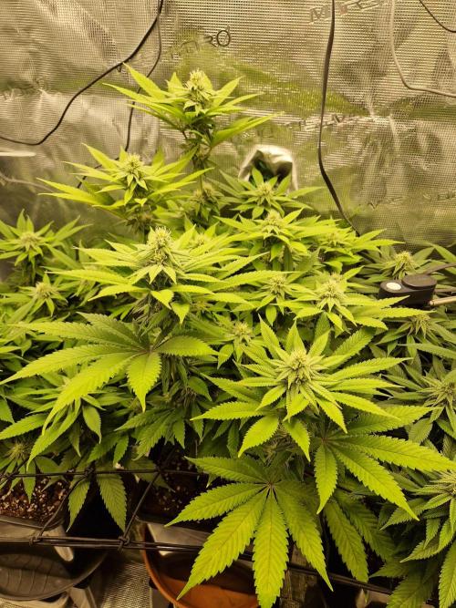 Apples Bananas n Peaches. Week 11