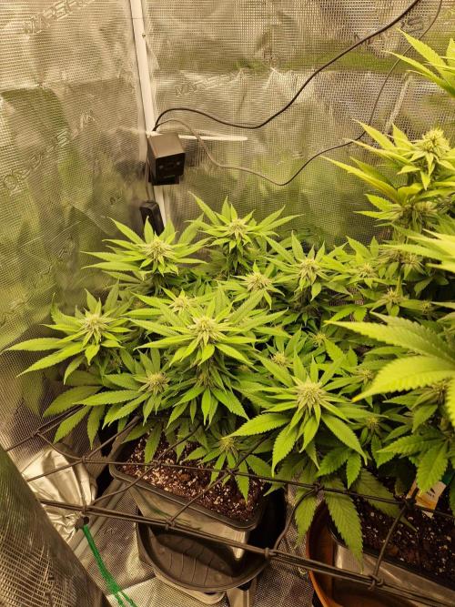 Apples Bananas n Peaches. Week 11