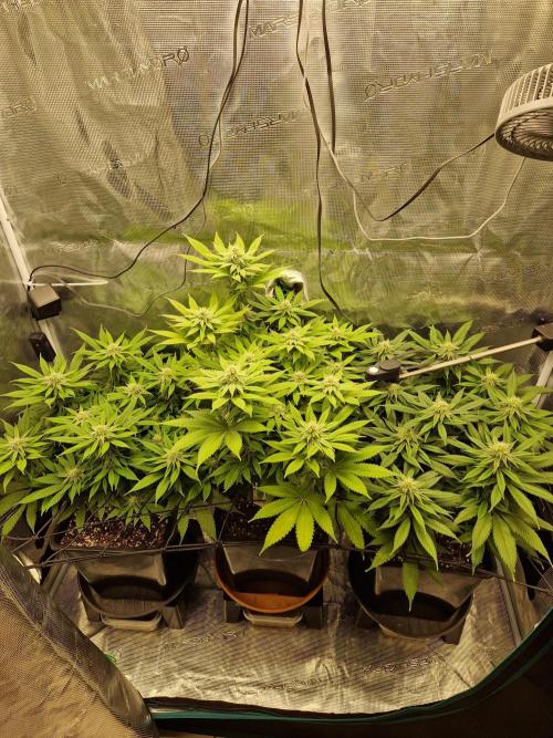 Apples Bananas n Peaches. Week 11