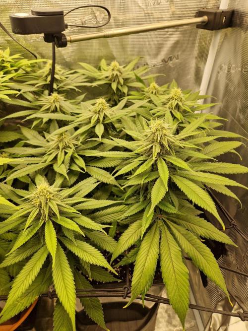 Apples Bananas n Peaches. Week 11