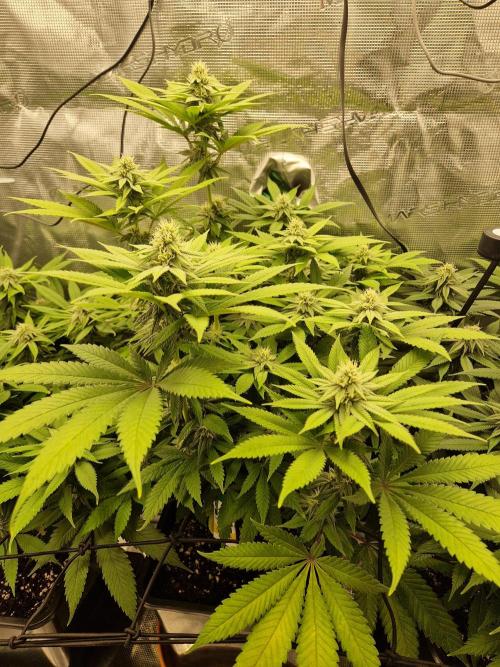 Apples Bananas n Peaches. Week 11