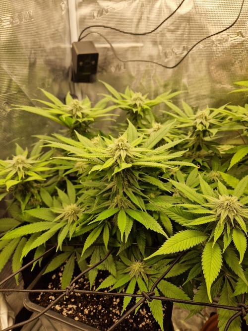 Apples Bananas n Peaches. Week 11