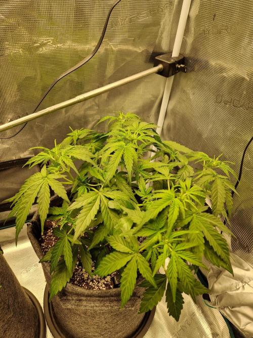 Auto Candy Bubatz XL. Week 5