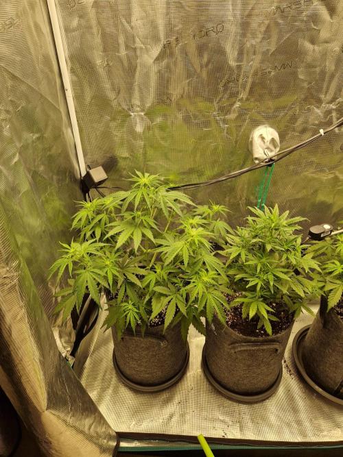 Auto Candy Bubatz XL. Week 5
