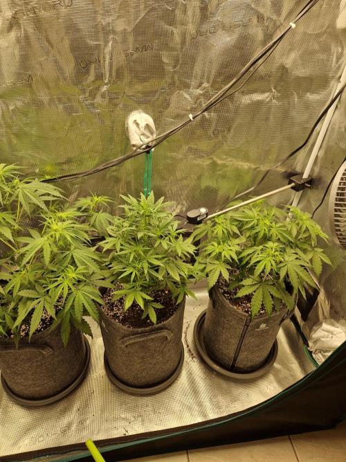 Auto Candy Bubatz XL. Week 5