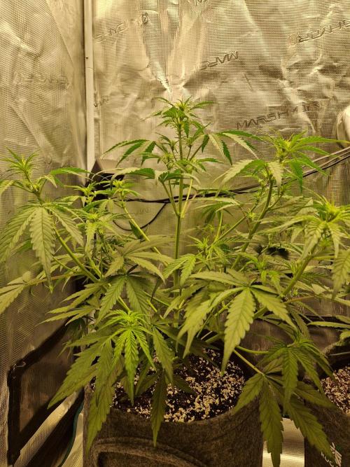 Auto Candy Bubatz XL. Week 5