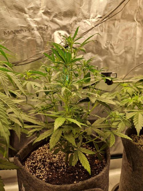 Auto Candy Bubatz XL. Week 5
