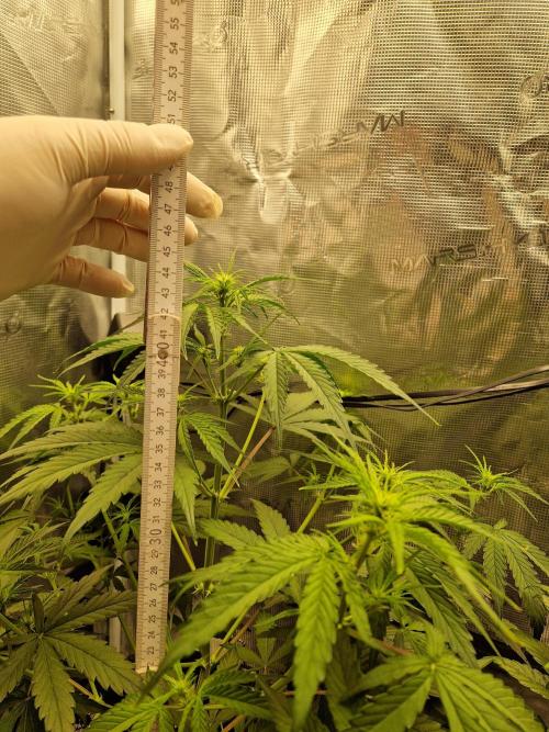 Auto Candy Bubatz XL. Week 5