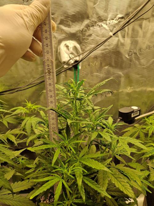Auto Candy Bubatz XL. Week 5