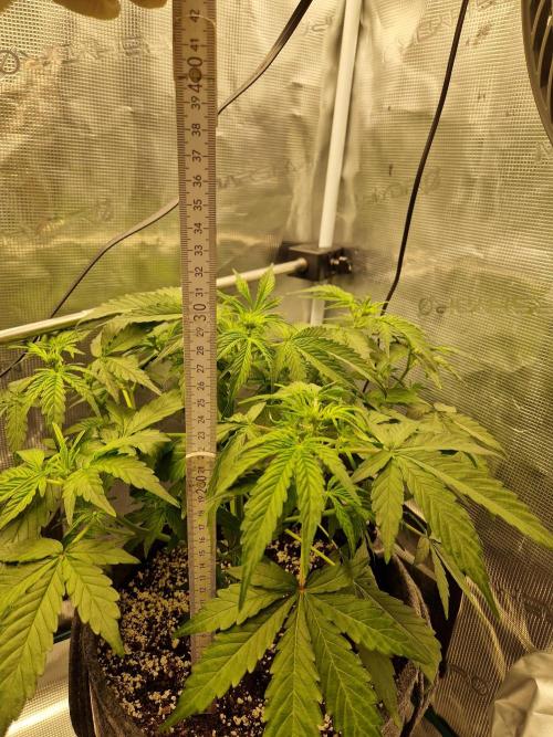 Auto Candy Bubatz XL. Week 5
