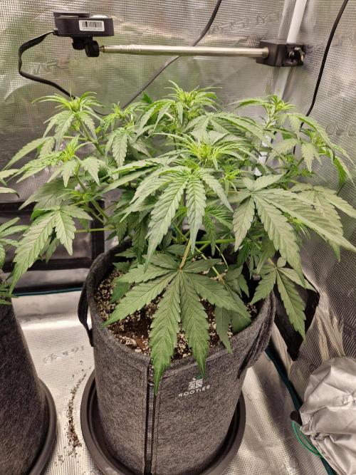 Auto Candy Bubatz XL. Week 5