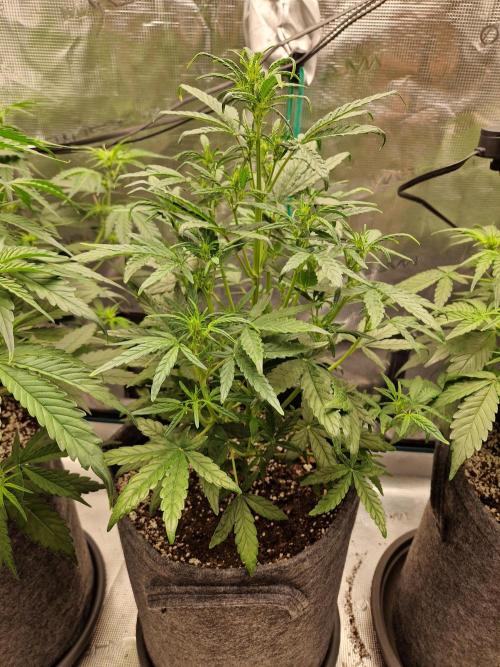 Auto Candy Bubatz XL. Week 5