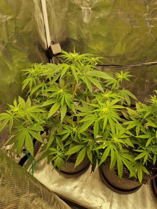 Auto Candy Bubatz XL. Week 5