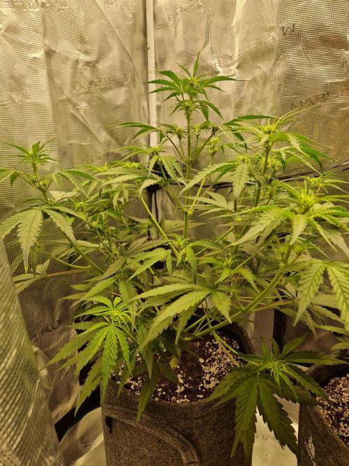 Auto Candy Bubatz XL. Week 5